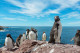Penguin Island

A Penguin Island (Pingvin-sziget) egy 12,5 hektáros ausztráliai sziget. Körülbelül 1200 kis pingvinnek ad otthont, amely a legnagyobb madárállomány Nyugat-Ausztráliában. A szigetet körülvevő vizek alkotják a Shoalwater Islands Marine Park-ot.