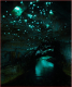 6. Glowworm-barlang, Új-Zéland

A csillagos égboltnak tűnő világítást egy Arachnocampa luminosa nevű légyfaj ragadozó lárvája adja, amely a kékes fény kibocsátásával próbálja odacsalogatni a zsákmányt, vagyis a barlangba tévedt rovarokat.