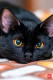 Fekete macskák

Bármilyen nagy a kísértés, hogy megsimogass egy aranyos fekete macskát, ne engedd, hogy keresztezzék az utadat! Egyes kultúrákban a fekete macska látványa a végzet előjelének tekinthető, péntek 13-án különösen vigyázz velük!