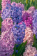 Jácint

A jácintok a liliomfélék családjába tartozó, gyönyörű, tavaszi virágok. Alkaloidokat tartalmaznak, melyek a szervezetbe kerülve hányást, véres hasmenést és remegést okozhatnak kutyusaink és cicáink esetében egyaránt.