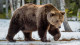 Május elején észlelték először a medvemozgást a Bükki Nemzeti Parkban, ami már az első jele volt annak, hogy Mihály, a medve itt tartózkodik nálunk. 