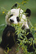A panda egy szerető, gondoskodó, játékos álmodozót jelképez.