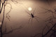 Pókok

Még ha a családtagjaid könyörögnek is, hogy öld meg a pókot a fürdőszobában, ma mondj nemet! A pókok megölése - különösen a lakásban - a babona szerint rendkívüli balszerencsét hozhat. 