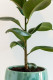 A kaucsukfa (Hevea brasiliensis) amelett, hogy a legstrapabíróbb és legigénytelenebb szobanövények közé tartozik, a feng shui szerint nyugtató, valamint méregtelenítő hatással is rendelkezik. A legfontosabb technikai haszonnövény.