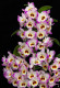 A vesszőkosbor orchidea a bölcsesség és a szépség megtestesítője.