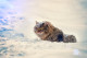 A tél beköszöntével arra is figyelni kell, hogy a kijáró cica kicsit több elemózsiát kapjon, mert a hidegben neki is több kalóriára van szüksége teste melegen tartásához.