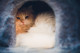 Mindemellett ügyeljünk arra, hogy a kinti macska számára megfelelő száraz és meleg kuckó álljon rendelkezésére egy védett zugban!