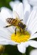 A méhek 32-35 fok között tartják a kaptárukat, így a nyers mézet nyugodtan felmelegíthetjük 35 fokosra anélkül, hogy károsítanánk a tápanyagtartalmát. A 35 fok fölötti meleg azonban elkezdi lebontani azokat az enzimeket, amelyek a méz ízét és gyógyászati előnyeit adják – írja a mindmegette.hu.