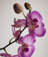 Magát az orchideát úgy kell elhelyezni, hogy világos, de nem közvetlen napfényes helyük legyen.