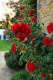 Vörös rózsa

A vörös rózsa a legromantikusabb virág, ami a vágy és a szerelem kifejezésére szolgál. 