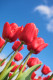 Piros tulipán

Nem csak a rózsa, a piros tulipán egy tökéletes kifejezőeszköze a szerelmünknek, szeretetünknek.  