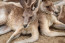 A kenguru nem háziállat – Hiába aranyosak, a The Guardian szerint a kenguruk nagyon erősek, nagyon éles körmeik vannak, és (nem meglepő módon) nagyon erőteljesen rúgnak. Arról is ismertek, hogy küzdenek egymással és komolyabban harcokat is vívnak a dominanciáért. A kenguruk az emberekhez hasonlóan a hátsó lábukon állnak, ez pedig zavart okozhat az állatban és akár a jelenlétünket is támadásnak vélheti, így hát valószínűleg nem túl jó ötlet házi kedvencként tartani őket. Pedig pontosan ezt tette egy Peter Eades nevű ausztrál férfi – írja a The New York Times. Eadest 2022 szeptemberében brutálisan megtámadta otthon tartott állata, és amikor egy rokona felfedezte, és hívta a hatóságokat, az NPR jelentése szerint a kenguru megakadályozta, hogy a mentők Eadeshez jussanak. A rendőrségnek végül le kellett lőnie az állatot, hogy a férfi orvosi ellátást kapjon. Sajnos már késő volt – Eadest a helyszínen halottnak nyilvánították. Bár a kengurutámadások ritkák – az utolsót Eades szerencsétlen halála előtt, 1936-ban jegyezték fel –, a vadvilág szakértői szerint a kenguruk nem boldogulnak fogságban, és semmilyen körülmények között nem lesznek jó házi kedvencek.
