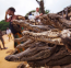 Ha a vudu szertartás vezetőjének krokodilfejre van szüksége, azt is megtalálja a togói piacon.
