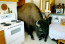 Az alábbi képen Jim Sautner és háziállata, Bailey D. Buffalo látható, aki még kicsi állatként került a farmra. A házaspár szinte családtagnak tekintette a bölényt, aki mindig sok szeretettel hálálta&nbsp;meg a törődést.&nbsp;
