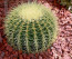 Az örök klasszikus, a kaktusz. Rengeteg forma és fajta, pár darabbal feldobhatod otthonodat.

