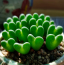 A conophytum az egyik legromantikusabb növény, csodás szív formája miatt bátran ajándékozhatod szerelmednek is.
