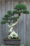 A bonsai fákat szintén nem érdemes otthon tartanunk - noha nagyon jól mutatnak a lakásban, valójában gátolják a pozitív&nbsp;növekedést.
