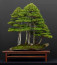 Erdő bonsai: Ahogy azt a név sugallja, ez a fajta fácska úgy néz ki, akár egy miniatűr erdő. Nagyobb méretű, így elhelyeznünk is ehhez mérten kell. Egy magas cipős szekrény tetején, vagy a dohányzóasztalon elhelyezve például nagyon feltudja dobni a lakást.
