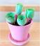 A&nbsp;greenovia dodrentalis olyan, mintha zöld rózsa lenne, pedig igazából egy kaktuszfajta.
