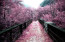 Nem véletlenül a cseresznyefa Japán nemzeti jelképe