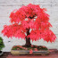 Seprű: Felfelé irányuló, egyenes növekedés és terebélyes, koronaszerű lomb jellemzi ezt a bonsai típust. Kiválóan színesíti a nappalit.
