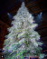 Zürich főpályaudvarán minden évben 6 ezer Swarovski kristállyal díszített fát állítanak. A dekoráció 500 ezer dollárba, azaz közel 142 millió forintnak megfelelő összegbe kerül.&nbsp;

