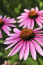 Kasvirág: a gyönyörű, rózsaszín színekben tündöklő kasvirágnál szebbet nem is ültethetünk, ha látványos kertre vágyunk. Remek táplálék a méheknek, de nekünk, embereknek is jól jön, egyes részei ugyanis a kúpvirághoz hasonlóan alkalmasak a gyógyításra.&nbsp;
