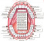 Íme a részletes fogtérkép, amely megmutatja, hogy szám szerint mely fogak, melyik szervünket jelölik. Neked melyik fogaddal van a legtöbb probléma?
