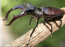 Legnagyobb bogár: Nagy szarvasbogár (akár 10 cm is lehet)
