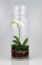 Orchidea: bár az orchideák meglehetősen közhelyesek, egy üvegben tárolva ezt  a szép szobanövényt is különlegessé, dizájnossá tehetjük. 
