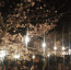 Sakura az éjszakában 