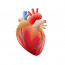A szív akkora nyomást tud kifejteni, hogy a vért akár 9 méter magasra is lövellhetné  – ez körülbelül akkora, mint egy átlagos háromemeletes épület magassága. A nők szíve egyébként gyorsabban ver, mint a férfiaké. Hihetetlen, de a szív mindennap 2000 gallonnyi, azaz úgy nagyjából 7500 liternyi vért pumpál.  