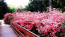 Romantikus alkat vagy? Akkor tavasszal ne hagyjátok&nbsp;ki a Vácrátóti Botanikus Kertet.&nbsp;A több mint 200 éves műemlék- és természetvédelem alatt álló romantikus tájképi kert hazánk legfajgazdagabb tudományos élőnövény gyűjteménye. A&nbsp;Budapesttől körülbelül fél órára található arborétumban&nbsp;több mint 300&nbsp;rododendron-változat található, amik áprilistól gyönyörűen virágoznak.
