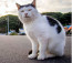 A Tashirojima macskái többnyire a sziget délkeleti oldalán, a Nitoda kikötő környékén találhatók. Szabadon járkálnak az utcákon, és úgy tűnik, élvezik a figyelmet, amelyet a velük fényképező és játszó turistáktól kapnak.

&nbsp;
