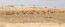 Christmas Island

A karácsony-szigeti vörösrák egy szárazföldi rákfaj, amely az Indiai-óceánon található Karácsony-szigeten és a Kókusz-szigeteken honos. Noha viszonylag kis területre korlátozták, a becslések szerint egykor 43,7 millió kifejlett vörös rák élt csak a Karácsony-szigeten, de a sárga hangya véletlen behurcolása állítólag 10-15 milliót ölt meg közülük az elmúlt években. A karácsony-szigeti vörös rákok évente tömegesen vándorolnak a tengerbe, hogy az óceánba rakják le tojásaikat. Bár populációját erősen támadják a hangyák, csak 2020-tól nyilvánította védett fajnak a Nemzetközi Természetvédelmi Unió (IUCN).
