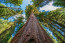 6. A gravitáció miatt egy fa elméletileg maximum 130 méter magasra nőhet meg.
