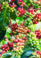 Ha nem változtatunk, az arabica kávé 2080-ra eltűnik. De mit tehetünk, hogy ez ne következzen be? Manapság már a legtöbb üzlet polcán fellelhető az úgynevezett fair trade kávé, amely különböző jogosítványokkal szavatolja, hogy kávénk származása visszakövethető legyen, átlátható minősítési rendszerrel bírjon, például kizárja a termőföld kizsákmányolását, a hozzá köthető gyerekmunkát és a termelőknek etikus bért biztosítson.&nbsp;
