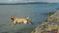 Drótszamár Park &amp; Kemping

A Drótszamár&nbsp;a Velencei-tó partján található, egy kellemes kis üdülő és pihenő övezet, ahova kutyákat is szeretettel várnak pancsolni. "Velence strandjai közül kutyabarát hozzáállásával emelkedik ki a&nbsp;Drótszamár Park és Kemping, ahol egy külön partszakaszt hoztak létre a kutyával történő strandoláshoz" - áll a kemping weboldalán.
