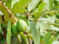 Guavalevél

Bár guava leveleket valószínűleg nem sok ember tárol otthon, ha esetleg mégis akad a házban vagy be tudsz szerezni egyet-kettőt, akkor óriási szerencséd van, ugyanis a növény levelei gyulladásgátló és antimikrobiális tulajdonságokkal rendelkeznek, így nemcsak a fogfájást csillapíthatják, hanem megoldást jelenthetnek az aftára, a szájfekélyre és a duzzadt ínyre is. Egyszerűen rágj szét egy-két levelet addig, amíg a növényből származó levet meg nem érzed az érintett területen, vagy rakj néhány guavalevelet forrásban lévő vízbe, majd hagyd kihűlni a főzetet és adj hozzá egy csipetnyi tengeri sót – öblögess pár napig ezzel az oldattal és meglátod, hogy csodákat művel majd!
