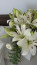 A liliom az egyik legszebb virág, ami tökéletes esszenciája a nőiességnek, az eleganciának és a bájnak. A liliomot a görög mitológia miatt sokan az újjászületés, termékenység és anyaság szimbólumaként azonosítják.
