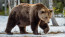 Május elején észlelték először a medvemozgást a Bükki Nemzeti Parkban, ami már az első jele volt annak, hogy Mihály, a medve itt tartózkodik nálunk.&nbsp;

