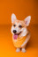 Narancssárga

A narancssárga szalag azt jelzi a többi gazdi felé, hogy az adott kutya emberekkel barátságos, azonban kutya ne közelítsen hozzá.&nbsp;
