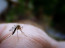 "Kevesen tudják, hogy Magyarországon maláriaszúnyogok is élnek, még sincs maláriajárvány, ugyanis a hazánkban élő egyedek nem fertőzöttek" - mondta, hangsúlyozva: a kórokozót potenciálisan terjeszteni képes rovarok jelenléte tehát nem jelenti automatikusan a fertőzés veszélyét is. Mint a közleményben kiemelik, bár az eddig összegyűlt adatokból kirajzolódó első helyzetkép kedvezőbb, mint sokan várták, a kutatók mégsem dőlhetnek hátra. Szükség van a monitorozás folytatására és kiterjesztésére, több egyedet és nagyobb területen kell szűrni, illetve több kórokozót kell vizsgálni - írják, hozzátéve: emellett fontos feladat a vírusok egyéb gazdaszervezetei - például madarak vagy háziállatok - beazonosítása is. Mint írják, a virológiai szűrésekbe be kell vonni a Magyarországon őshonos csípőszúnyogfajokat is a feltételezett fertőzöttségi gócpontokban, mert csak így érthető meg, hogy mely fajok, és milyen mértékben jelentenek veszélyt az emberre.
