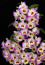 A&nbsp;vesszőkosbor orchidea a bölcsesség&nbsp;és a szépség megtestesítője.
