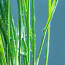 Vetiveria fű - Ezt a növényt akkor használták, ha egy életre el akarták hallgattatni a rosszakarójukat.
