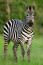 A zebra hűséges, intelligens és elkötelezett személyiséget képvisel. Kitartó, szabad idealista.
