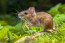 A nemrégiben végzett kísérlet során az egerek C-vitamint kaptak a vizükbe, az étrendjüket pedig E-vitaminnal és Acetil-L-Ciszteinnel dúsították, az ajánlott bevitelt meghaladó mennyiségben. Minél nagyobb vitamindózisban részesültek az egerek, annál drámaibb ütemben fejlődött a daganatok érhálózata.
