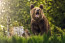 Egy hónappal ezelőtt szintén Szlovákiában, Liptószentmiklóson történt medvetámadás. Itt a megvadult állat lakott területre tévedt és több embert is megtámadott.
