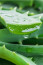 Aloe vera

Az aloe vera gyulladáscsökkentő tulajdonságai szintén enyhíthetik a visszerek láthatóságát. Fontos viszont, hogy tiszta aloe vera gélt használj, amely nem tartalmaz olyan összetevőket, melyek irritálhatják bőrödet!
