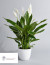 Vitorlavirág: Egy kiváló levegőtisztító növény, amely segít eltávolítani a levegőben található szennyeződéseket és allergéneket.

